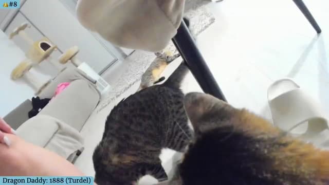 Gallery image thumbnail from Angie's myfreecams stream on, 08/28/2024, 03:40 image 16 of 20