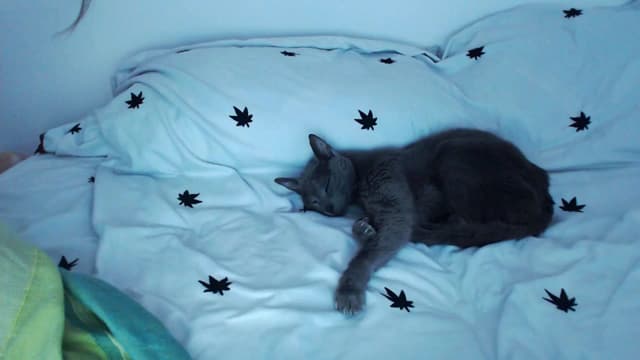 Gallery image thumbnail from Beth_'s myfreecams stream on, 08/10/2025, 15:36 image 15 of 20