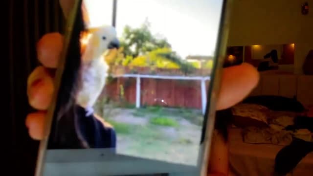 Gallery image thumbnail from Haru_'s myfreecams stream on, 01/14/2026, 04:43 image 19 of 20