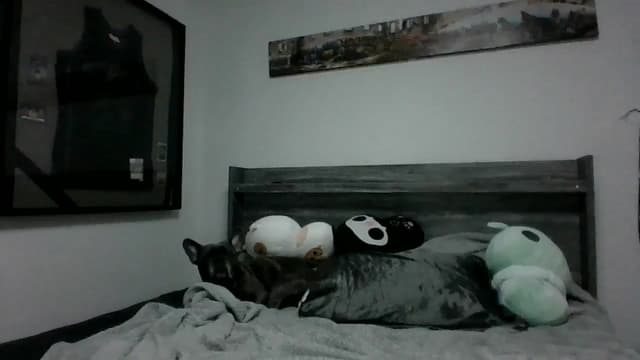 Gallery image thumbnail from Hxzel's myfreecams stream on, 04/23/2025, 03:42 image 16 of 20