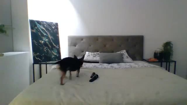 Gallery image thumbnail from ItsMe's myfreecams stream on, 11/15/2023, 11:37 image 9 of 20