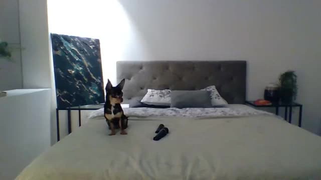 Gallery image thumbnail from ItsMe's myfreecams stream on, 11/15/2023, 11:37 image 3 of 20