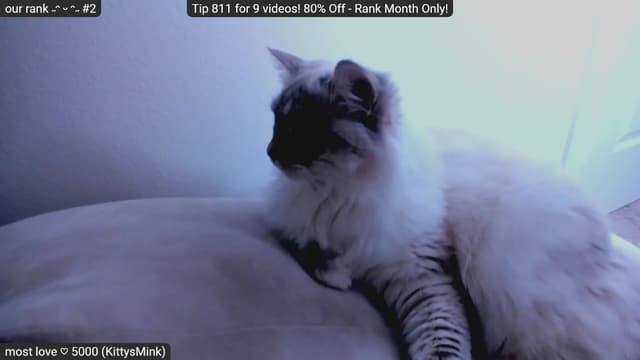 Gallery image thumbnail from Kitty's myfreecams stream on, 01/22/2023, 10:06 image 19 of 20
