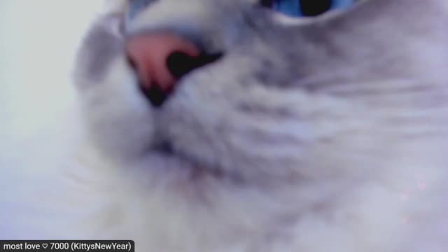 Gallery image thumbnail from Kitty's myfreecams stream on, 02/21/2023, 08:26 image 16 of 20