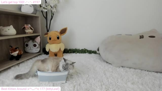 Gallery image thumbnail from Kitty's myfreecams stream on, 01/25/2024, 06:53 image 16 of 20