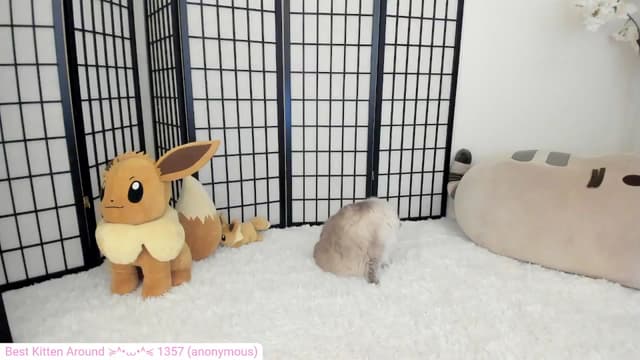 Gallery image thumbnail from Kitty's myfreecams stream on, 05/17/2024, 05:47 image 12 of 20