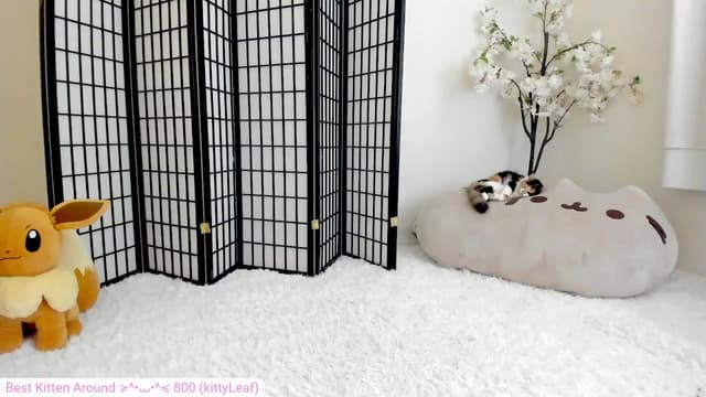 Gallery image thumbnail from Kitty's myfreecams stream on, 07/21/2024, 07:22 image 6 of 20