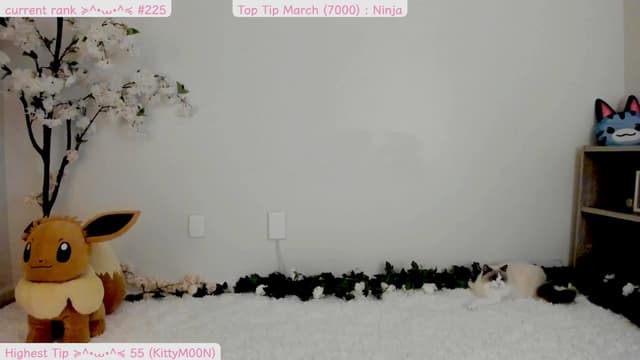 Gallery image thumbnail from Kitty's myfreecams stream on, 03/19/2025, 05:13 image 4 of 20