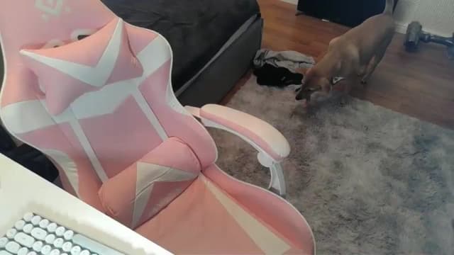 Gallery image thumbnail from Qi_ra's myfreecams stream on, 12/27/2025, 21:44 image 11 of 20